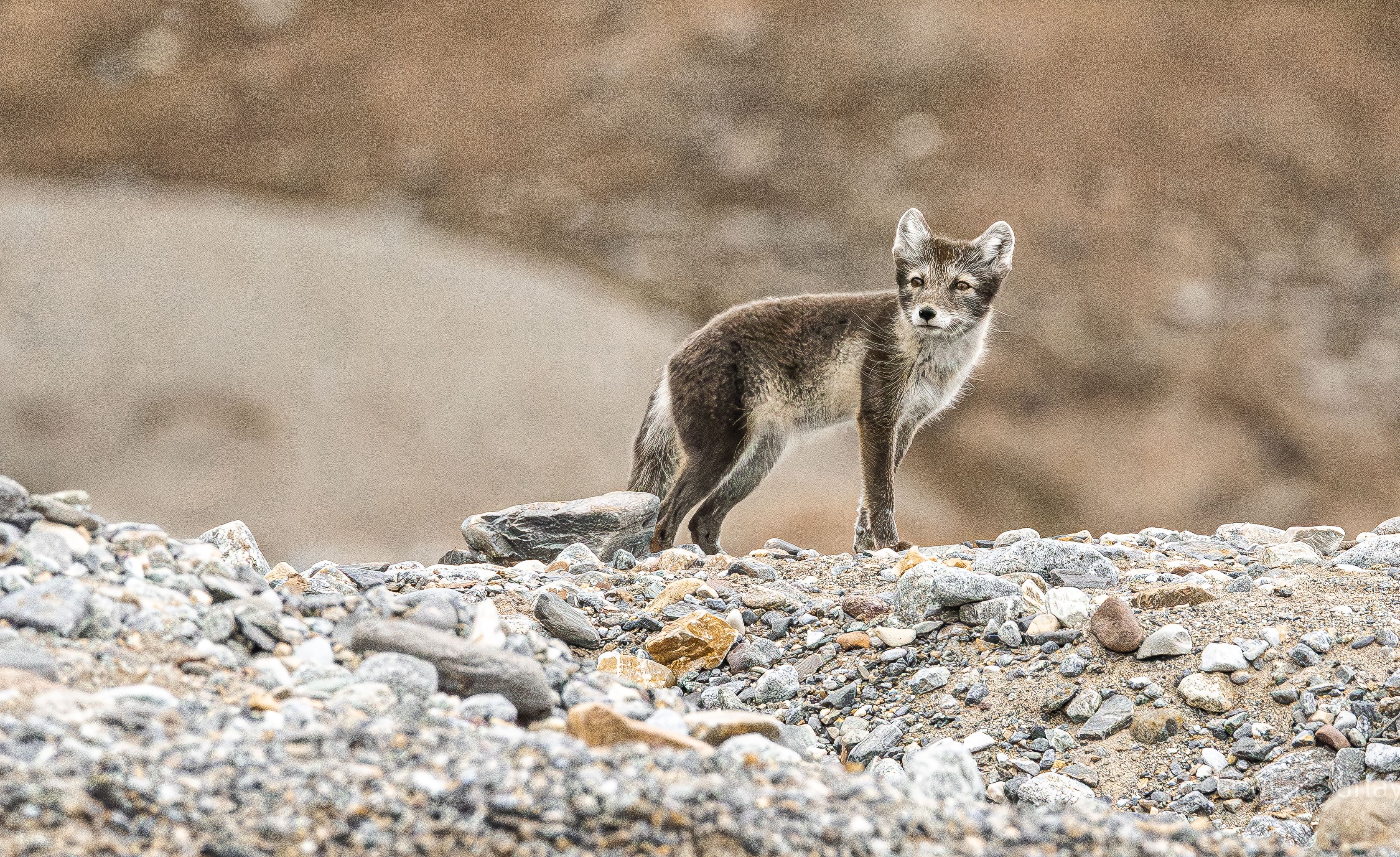 Arctic Fox on hillock